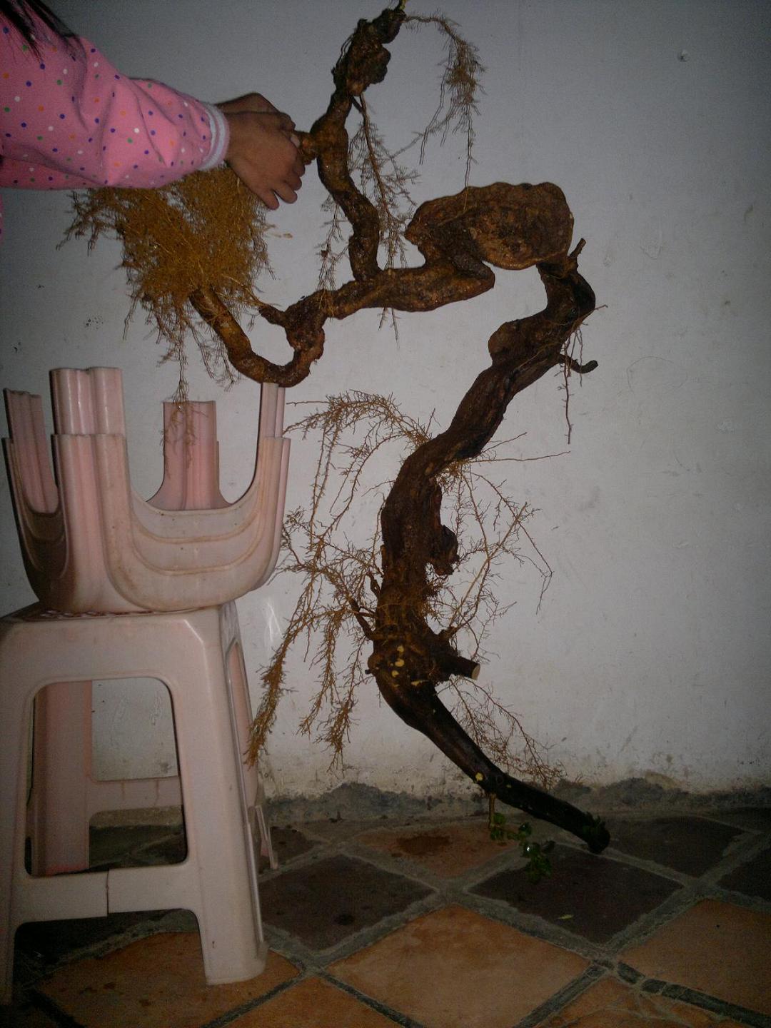 20130119384.JPG