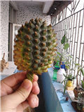 IMG_20130812_163050.jpg