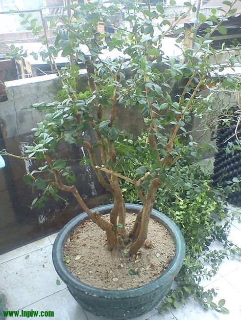 DSC00305.jpg