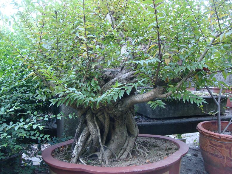 DSC05412.JPG