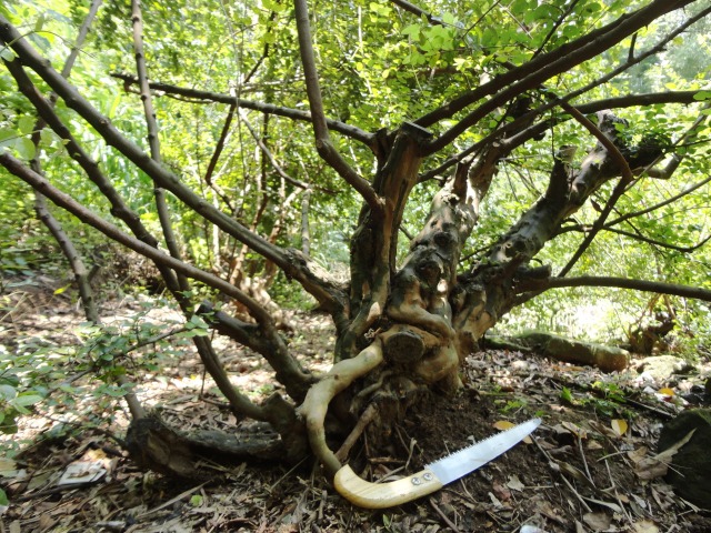 DSC04280_conew101.jpg