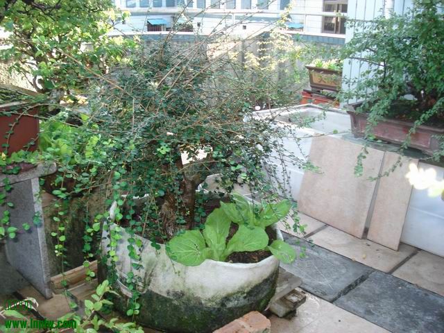 DSC01236.JPG