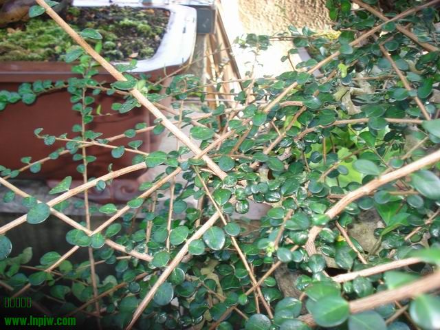 DSC01237.JPG