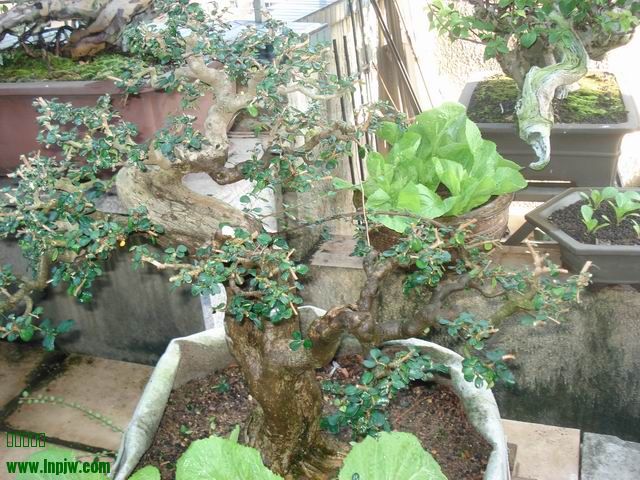 DSC01240.JPG