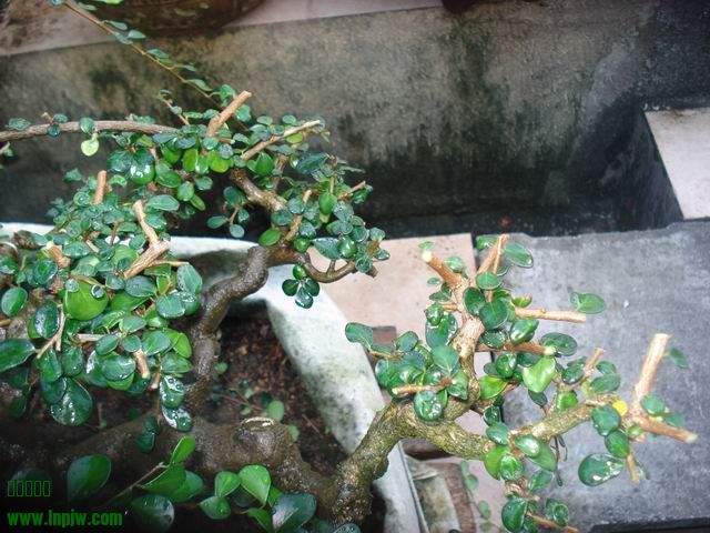 DSC01239.JPG