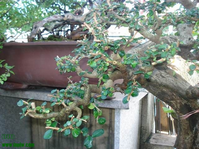 DSC01242.JPG