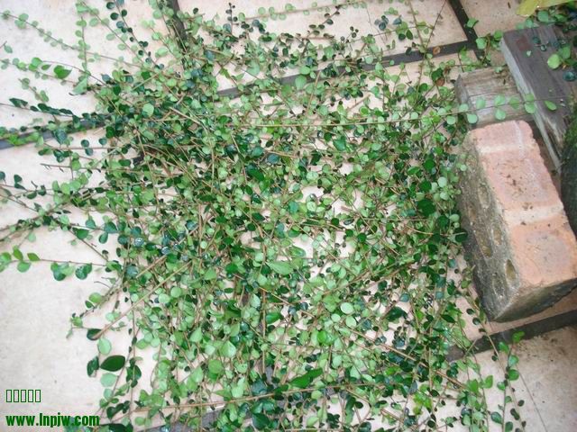 DSC01248.JPG