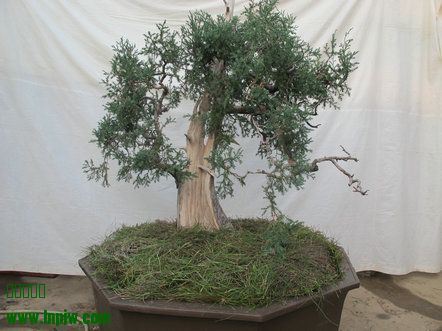 IMG_0144_.JPG