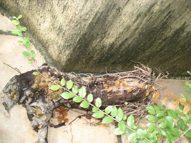 DSC01317.JPG