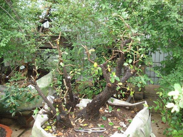 DSC01320.JPG
