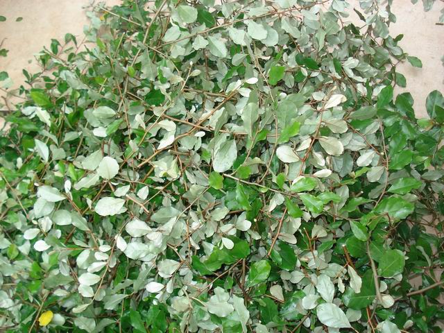 DSC01321.JPG