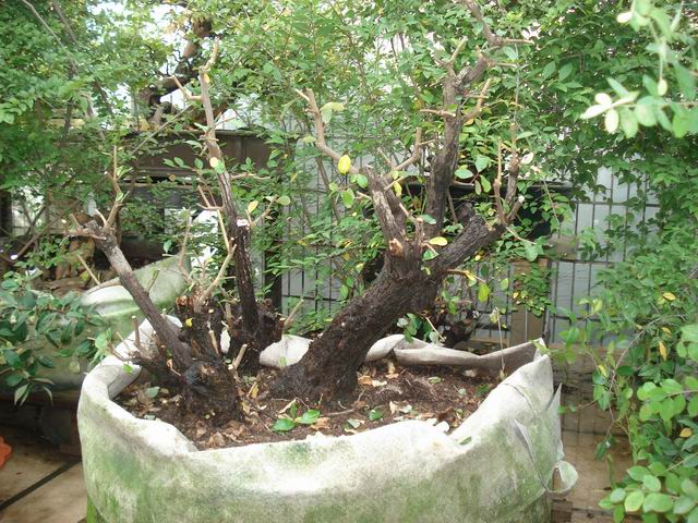 DSC01322.JPG