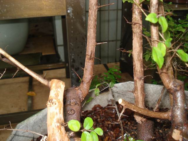 DSC01270.JPG