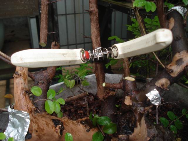 DSC01274.JPG