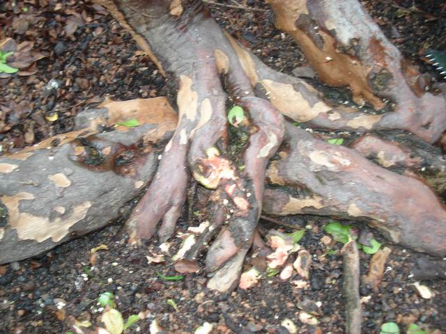 DSC01312.JPG