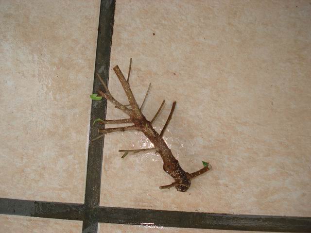 DSC01315.JPG