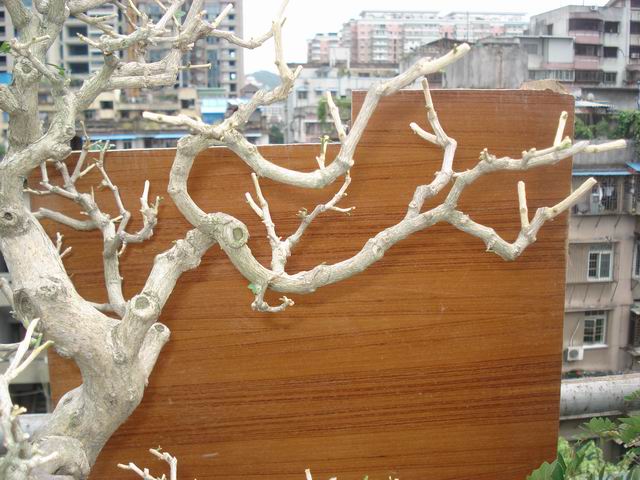DSC01325.JPG