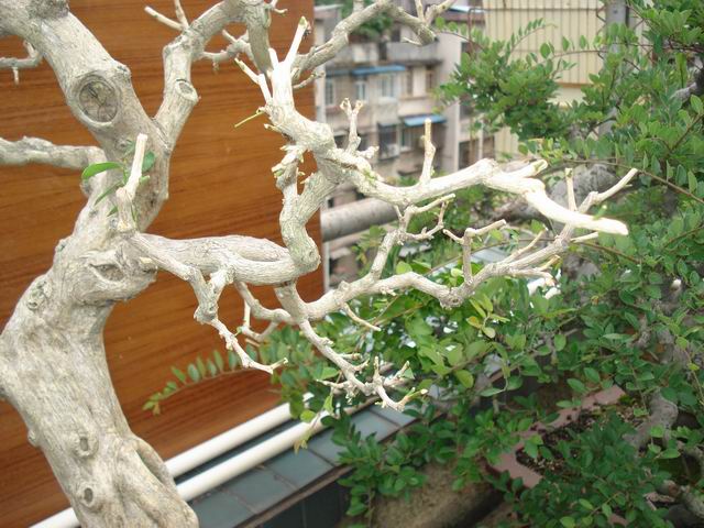DSC01326.JPG