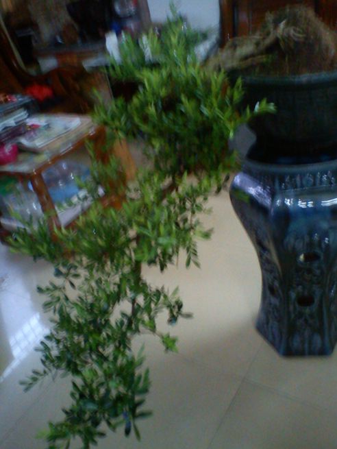 DSC01366_7610578.jpg