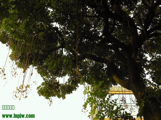 Ƭ 088.jpg