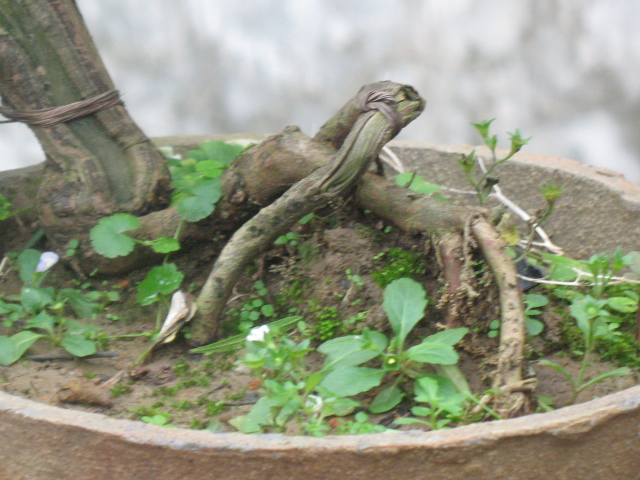 IMG_6287.JPG