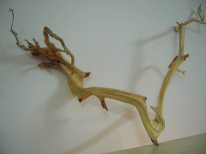 DSCN2424.JPG