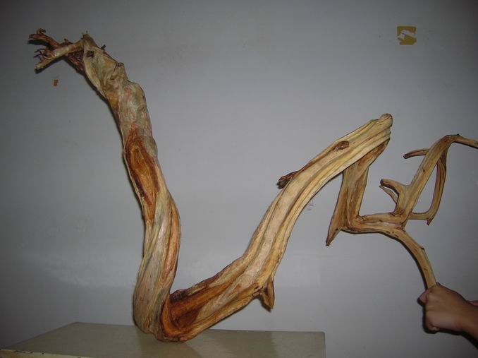 DSCN2443.JPG