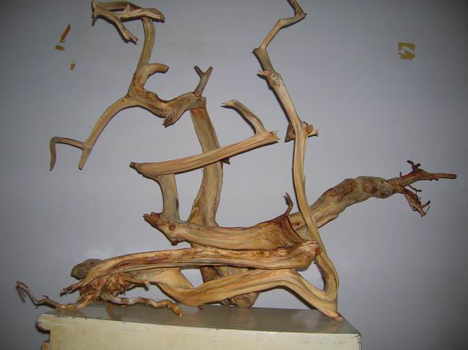 DSCN2450.JPG