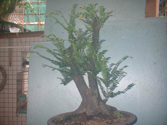 DSCF0009.JPG