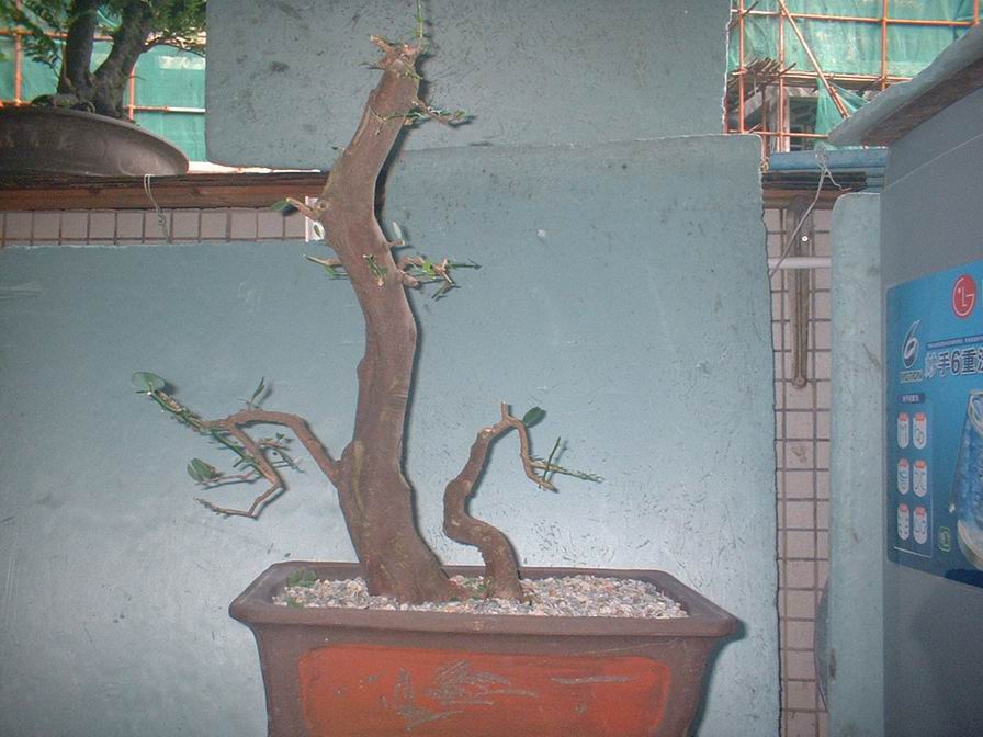 DSCF0031.JPG