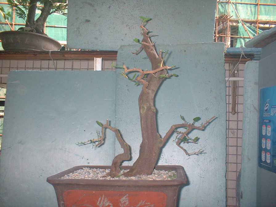 DSCF0035.JPG