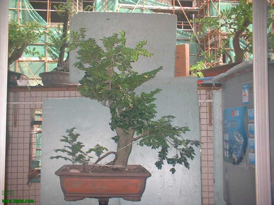 DSCF0016.JPG
