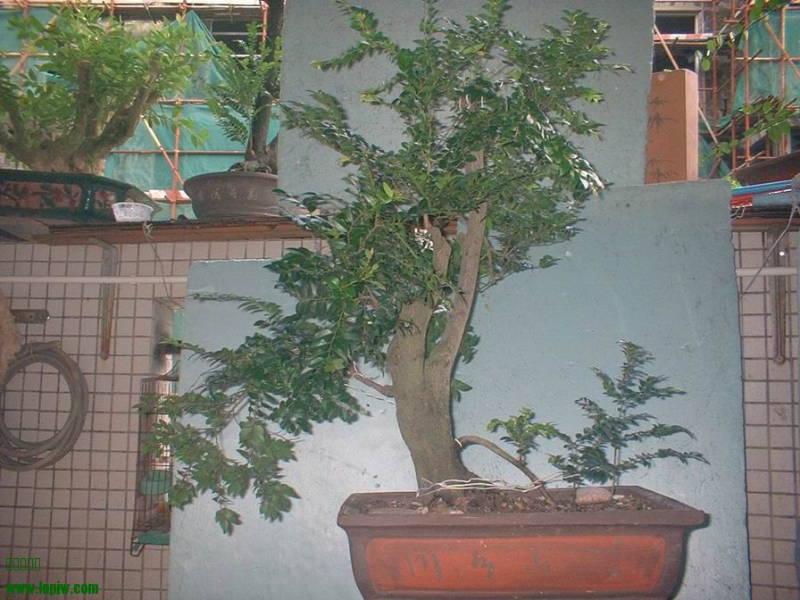 DSCF0020.JPG