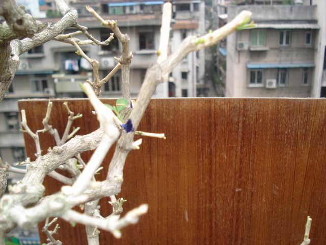 DSC01346.JPG