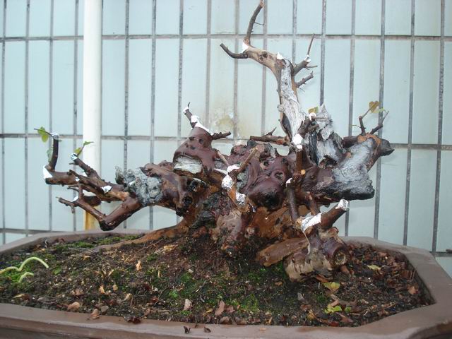 DSC01386.JPG