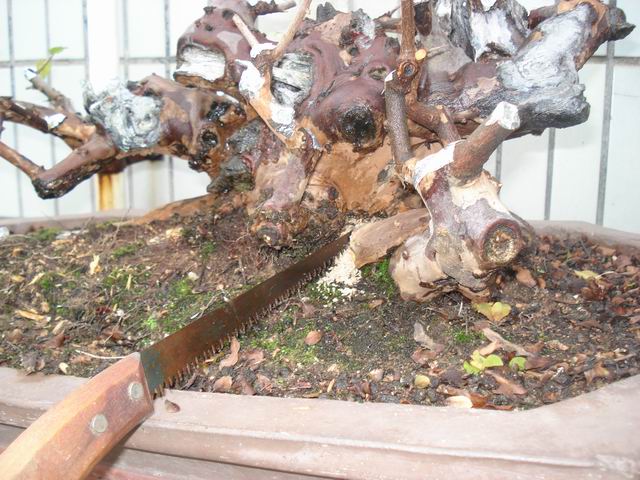 DSC01392.JPG
