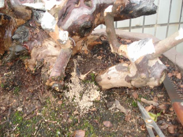 DSC01394.JPG