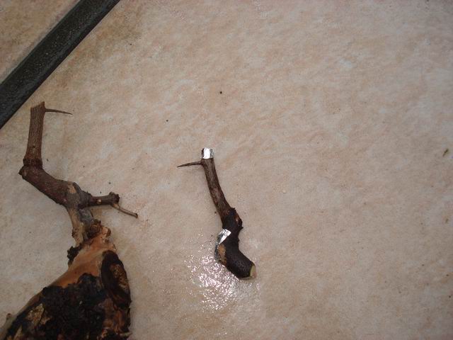 DSC01399.JPG