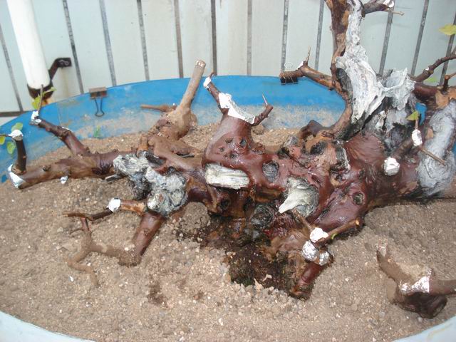 DSC01404.JPG
