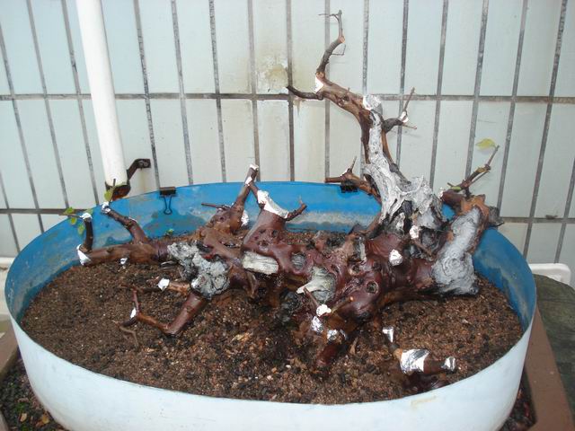 DSC01405.JPG