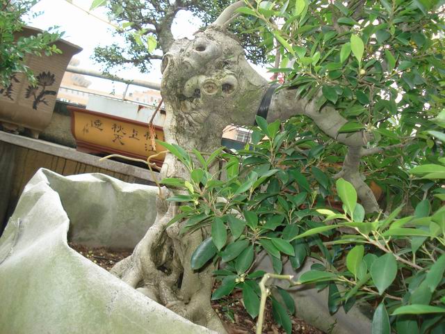 DSC01373.JPG