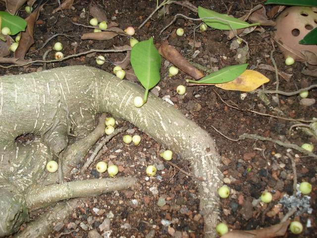 DSC01379.JPG
