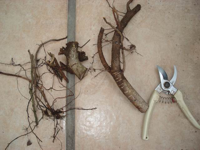 DSC01381.JPG