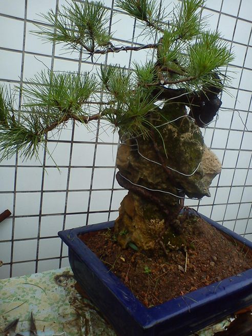 DSC01390_25449593.jpg