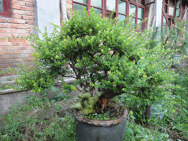 DSC02660.JPG