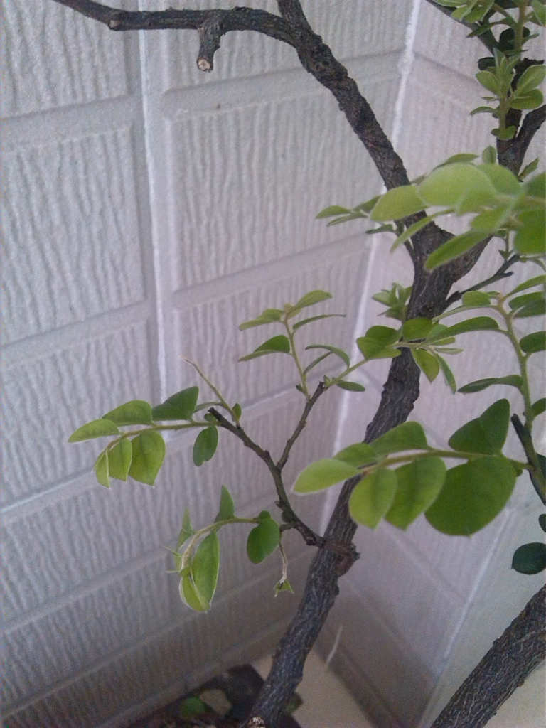IMG_20130827_135518.jpg