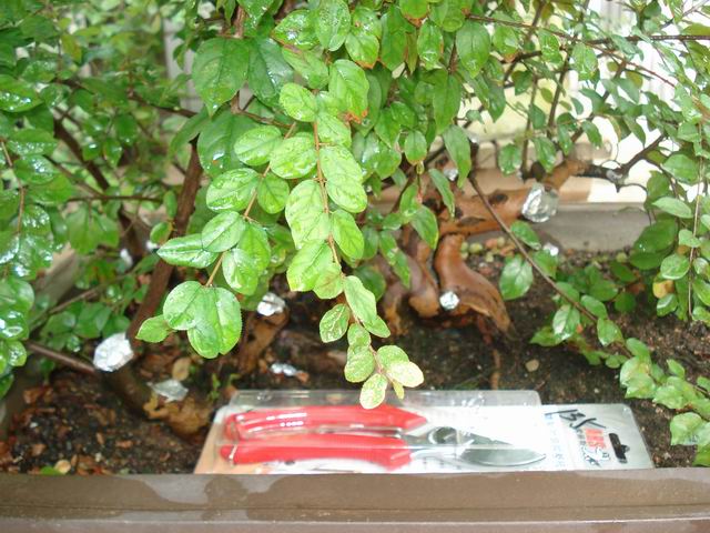 DSC01429.JPG