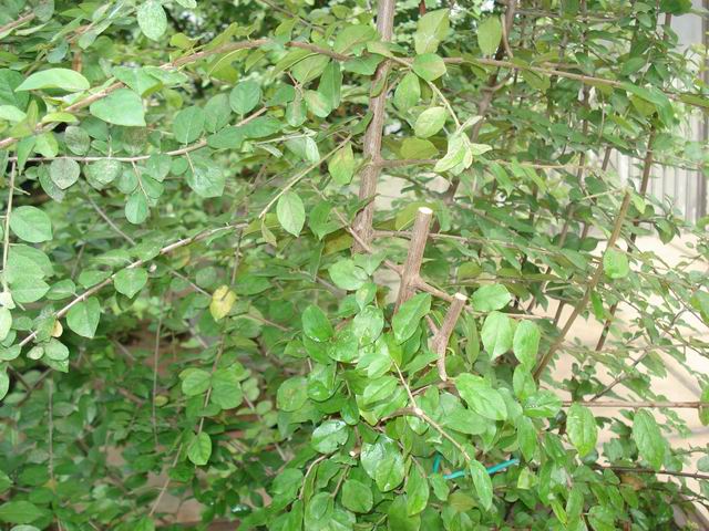 DSC01430.JPG
