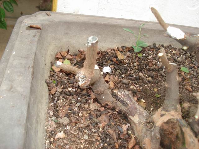 DSC01436.JPG