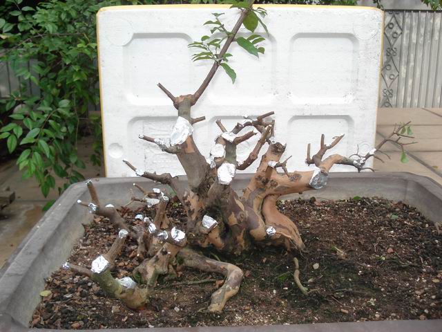 DSC01437.JPG